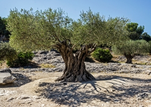 Olive trees are everywhere out there!